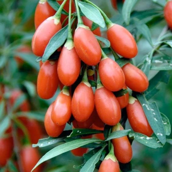 Goji Berry Benefits Goji Berry Benefits