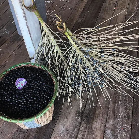 Freshly picked açaí berries.