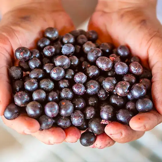 Step 1: Açaí berries are farmed from the rain forest, in their purest, raw form.