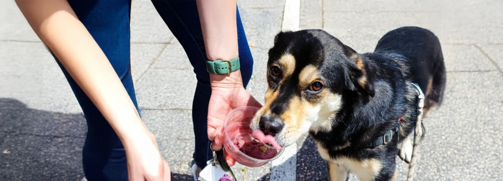 Bring Your Furry Friend and Grab a Pup Cup!