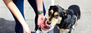 Bring Your Furry Friend and Grab a Pup Cup!