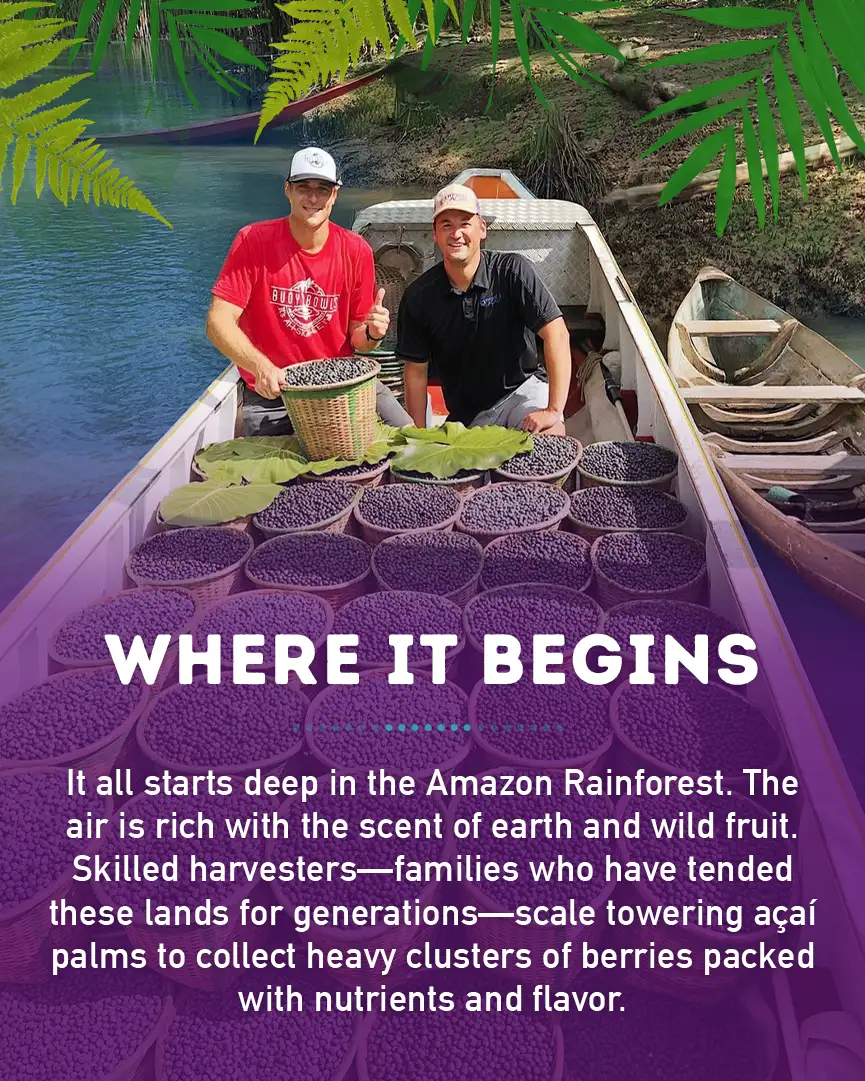 Where Does Our Açaí Come From? : Where It Begins