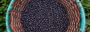 What Makes Açaí Actually Good For You? The Honest Breakdown.
